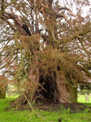 Тис(Taxus), дерево тис, древесина тиса