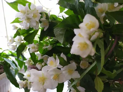 Жасмин венечный (Philadelphus сoronarius) купить 〛по выгодной цене в Киеве  и Украине | Фото | Отзывы