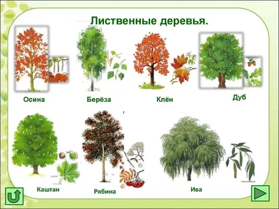 Рисуем дерево и определяем по нему характер! | Практическая психология |  Дзен