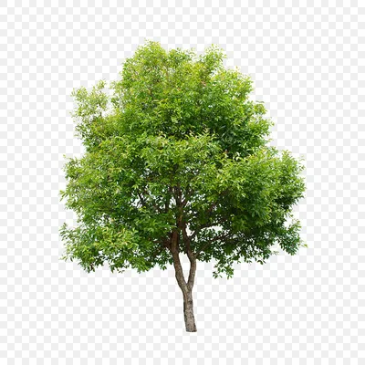 На самом деле дерево растет не из земли (вы этого точно не знали) - Hi-Tech  