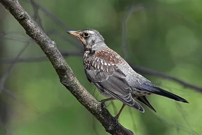 File:Turdus viscivorus in Baikonur-town  - Wikipedia