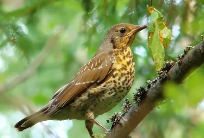 Деряба (Turdus viscivorus) . Фотогалерея птиц. Фотографии птиц России,  Беларуси, Украины, Казахстана, Таджикистана, Азербайджана.