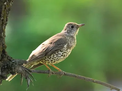 Деряба (Turdus viscivorus)