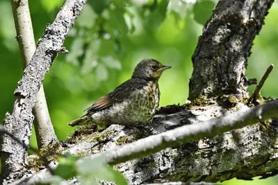 Деряба (Turdus viscivorus). Птицы Сибири.