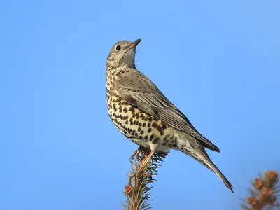 Дрозд-деряба — Turdus viscivorus / Галерея / Птицы России