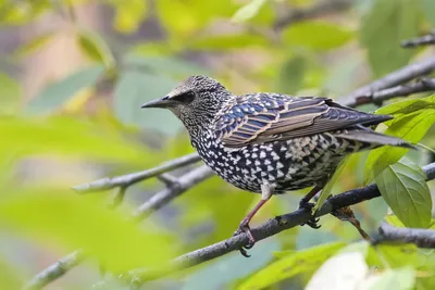 Дрозд-деряба — Turdus viscivorus / Галерея / Птицы России