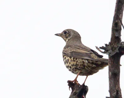 Деряба (Turdus viscivorus) © Бис Эльмира [#106117] - Птицы Казахстана