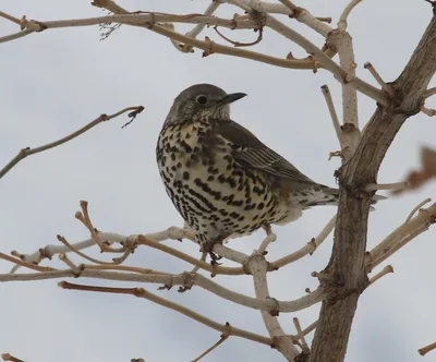 Деряба (Turdus viscivorus). Птицы Сибири.