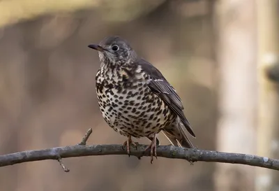 Деряба (Turdus viscivorus). Птицы Европейской России.