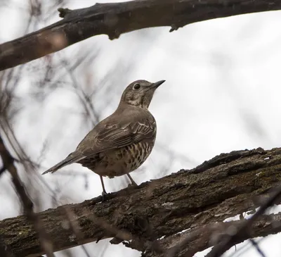 Деряба (Turdus viscivorus) © Бис Эльмира [#106099] - Птицы Казахстана