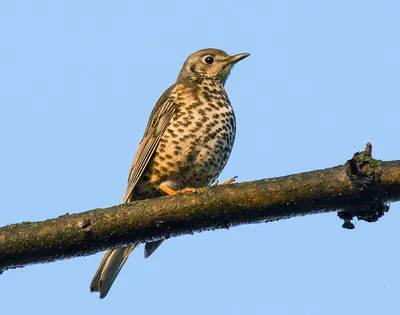 Деряба (Turdus viscivorus). Птицы Кыргызстана.