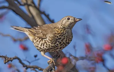 Деряба (Turdus viscivorus). Птицы Европейской России.