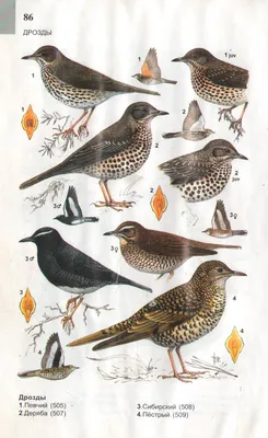 Деряба (Turdus viscivorus). Птицы Узбекистана.