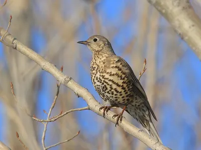 Дрозд Деряба / Mistle thrush / Tordela / Дрізд-омелюх - YouTube