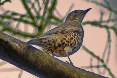 Деряба (Turdus viscivorus). Птицы Европейской России.