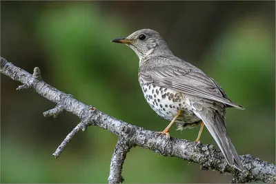 Деряба (Turdus viscivorus). Птицы Сибири.