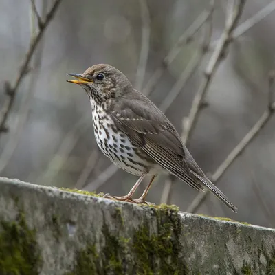 Деряба (Turdus viscivorus). Птицы Европейской России.