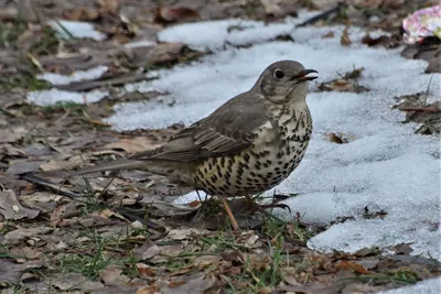 Деряба (Turdus viscivorus). Птицы Сибири.