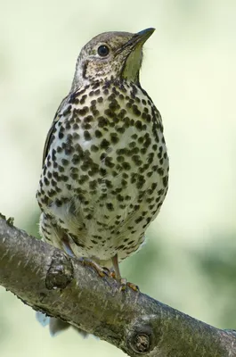 ФотоБлог Торгачкин Игорь Петрович © Igor Torgachkin: Деряба / Turdus  viscivorus / Mistle Thrush