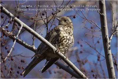 Деряба (Turdus viscivorus). Птицы Кыргызстана.