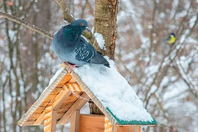 Чем можно и нельзя кормить птиц зимой - Лайфхакер