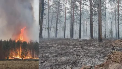 Пожар в лесу картинки для детей - 56 фото