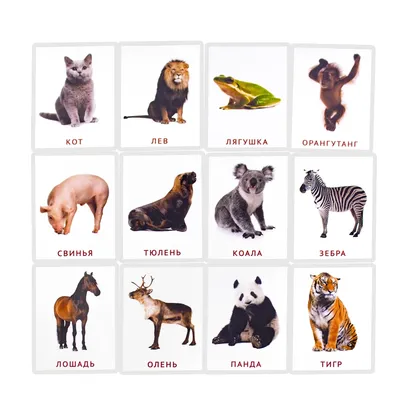 плакат домашние животные для детского сада скачать
