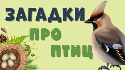 Книга Лучшие загадки о животных - купить детской художественной литературы  в интернет-магазинах, цены на Мегамаркет |