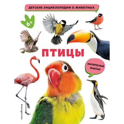 Птицы: картинки для детей | Картинки домашних животных, Для детей, Дети