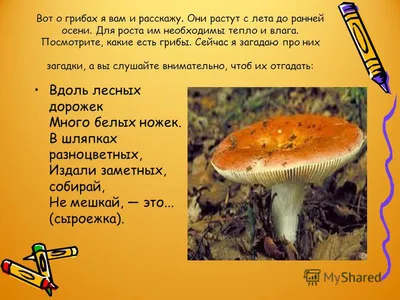 Презентация на тему: "«ГРИБЫ - «ДЕТИ ЛЕСА» «ГРИБЫ - «ДЕТИ ЛЕСА» А. С.  Герасимова Воспитатель старшей логопедической группы МБДОУ г. Иркутска детского  сада год.". Скачать бесплатно и без регистрации.