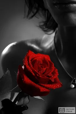 Фотообои "Черно-белое фото девушки с красной розой" - Арт. 070222 | Купить  в интернет-магазине Уютная стена