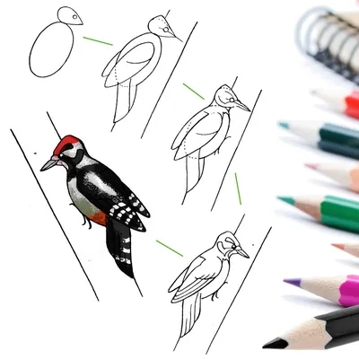 Как нарисовать ДЯТЛА / Раскраска ДЯТЕЛ / How to draw a WOODPECKER /  WOODPECKER coloring - YouTube