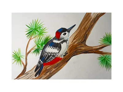 Рисуем карандашом птицу дятел. | Bird drawings, Drawings, Animal crafts