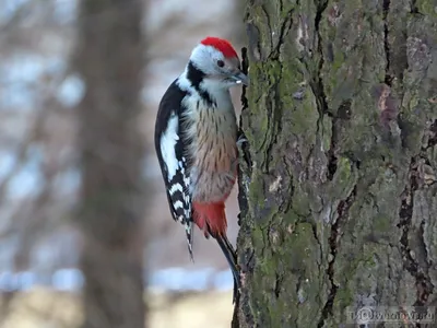 Обои птицы, дятел, woodpecker, пёстрый дятел картинки на рабочий стол,  раздел животные - скачать