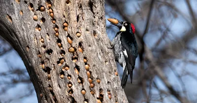 Большой пестрый дятел долбит дерево, Woodpecker chisels wood - YouTube