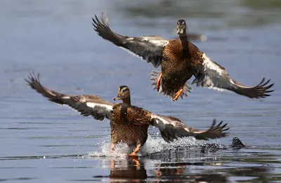 В Чувашии открывается спортивно-любительская охота на болотно-луговую дичь  | Министерство природных ресурсов и экологии Чувашской Республики