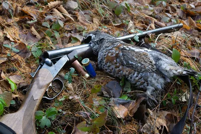 В Татарстане завершился сезон охоты на несколько видов пернатой дичи