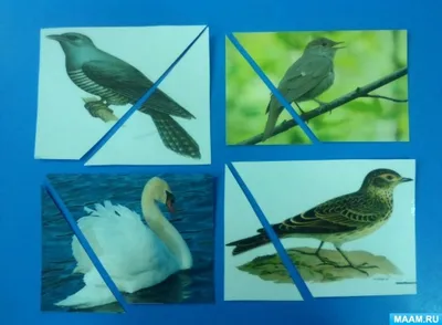 Игра на липучках «Животные и птицы средней полосы» | Раннее развитие