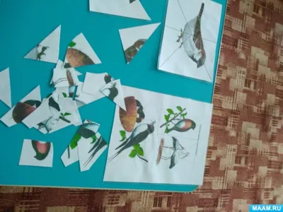 Дидактическая игра разрезные птицы картинки