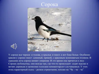 Работы детей на тему "Зимующие птицы". ГУО "Детский сад №50 г. Бреста"