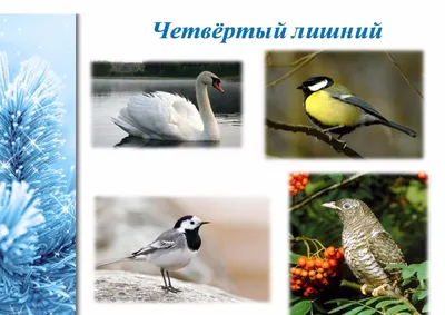 PPT - Экологический проект «Зимующие птицы» PowerPoint Presentation -  ID:3103482