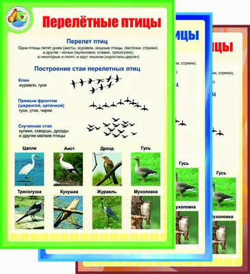 Проект «Зимующие птицы» - Описание проекта и сценарий