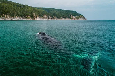 Дикая природа, бездонное море и дыхание китов — все это дух Шантарских  островов - 