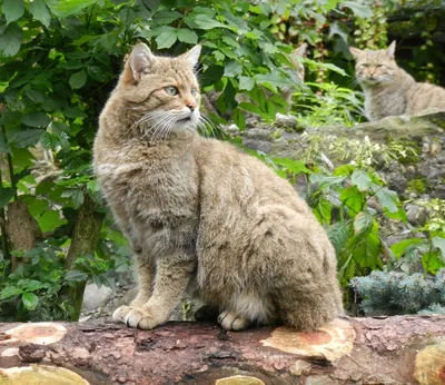 Шотландская дикая кошка | Пикабу