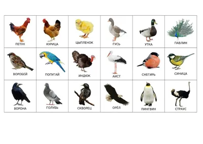 Шаблон для презентации птицы зимующие поползни • Фоник | 