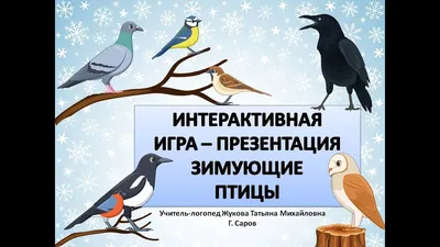 Интерактивная игра Зимующие птицы PowerPoint для интерактивной  доски/Игровая презентация поверпоинт - YouTube
