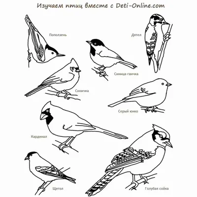Дикие птицы раскраски картинки