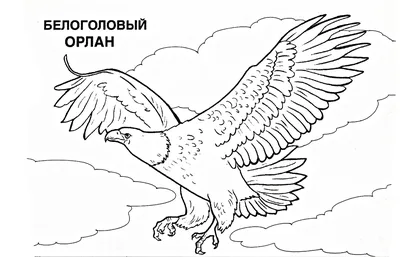 Первая раскраска А4 – Экзотические птицы от Умка, 978-5-506-04857-2 -  купить в интернет-магазине 