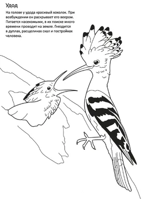 Перелетные птицы рисунок карандашом - 66 фото