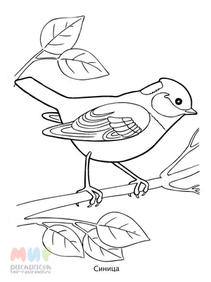 Раскраска Птицы на зимовке — Мир раскрасок